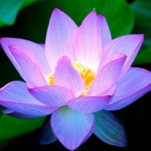 Meet your Posher, Lora